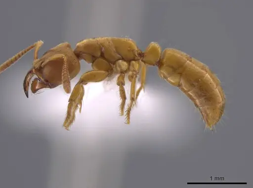 Wadeura holmgrenita specimen CASENT0637779 image casent0637779_3