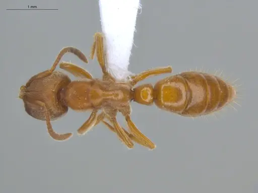 Wadeura holmgrenita specimen ECOFOG-IT14-0155-20 image ecofog-it14-0155-20_1