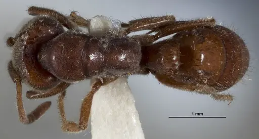 Wadeura pauli specimen ANTWEB1041391 image antweb1041391_1
