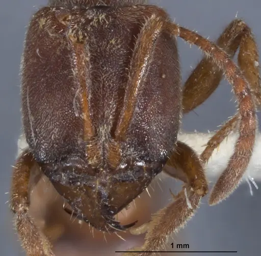 Wadeura pauli specimen ANTWEB1041391 image antweb1041391_2