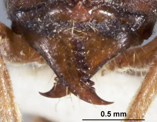 Wadeura pauli specimen ANTWEB1041391 image antweb1041391_3