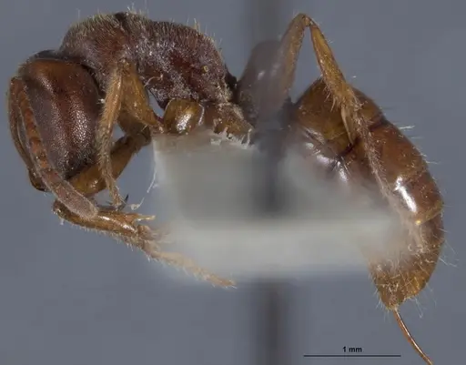 Wadeura pauli specimen ANTWEB1041391 image antweb1041391_4