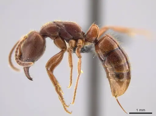 Wadeura pauli specimen CASENT0637806 image casent0637806_3