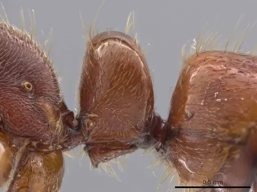 Wadeura pauli specimen CASENT0637806 image casent0637806_4