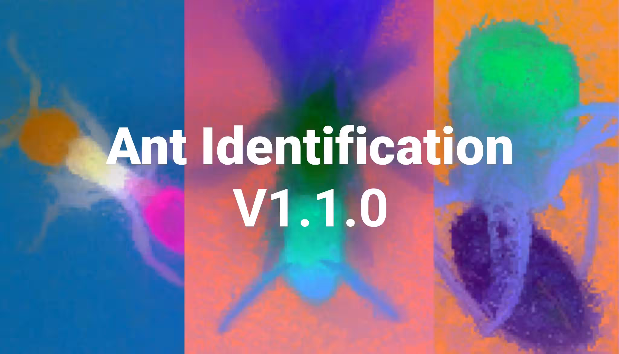 Identification Model v1.1 - Better Dataset, Better Generalization