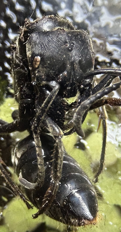 Macro photograph of Paltothyreus tarsatus, illustrating the detailed anatomical features the model uses for identification.