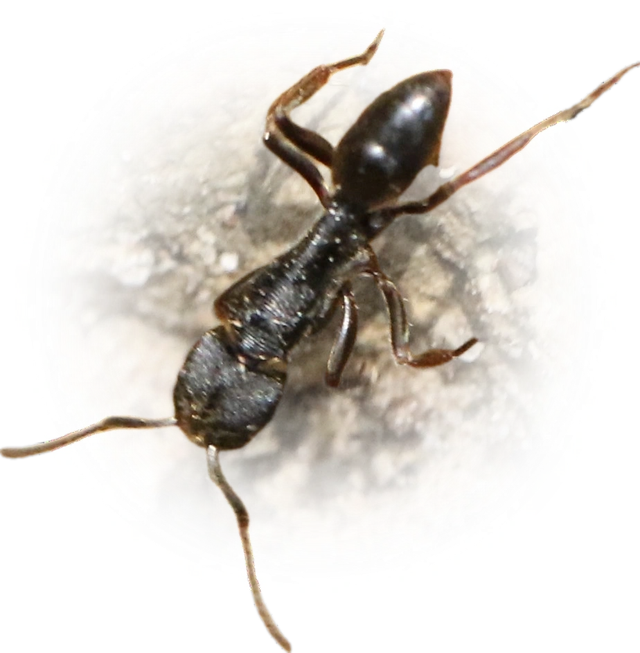 Scientific illustration of Odontoponera denticulata ant - showing key identification features including head, thorax, and gaster.