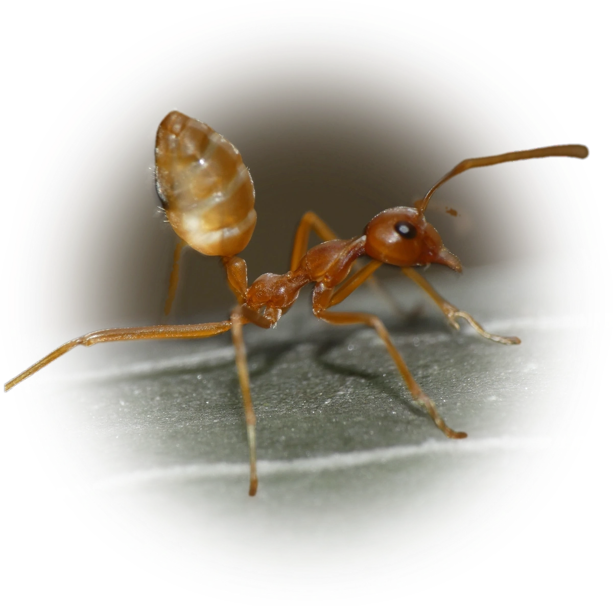 Scientific illustration of Oecophylla longinoda (African Weaver Ant) - showing key identification features including head, thorax, and gaster.