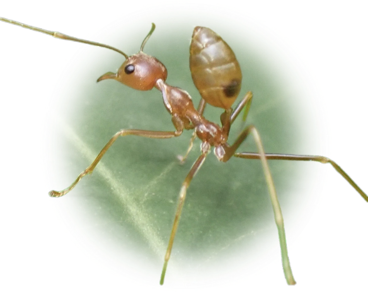 Scientific illustration of Oecophylla smaragdina (Asian Weaver Ant) - showing key identification features including head, thorax, and gaster.