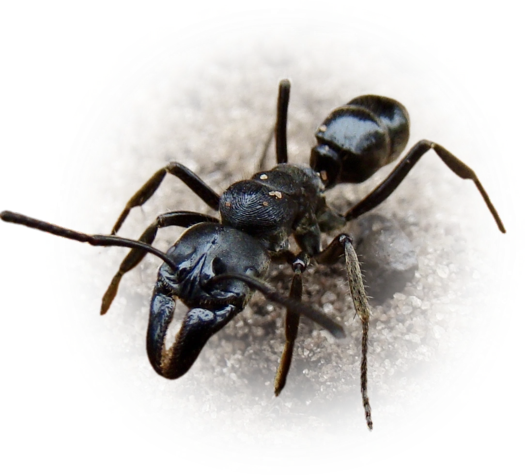 Scientific illustration of Paltothyreus tarsatus (African stink ant) - showing key identification features including head, thorax, and gaster.